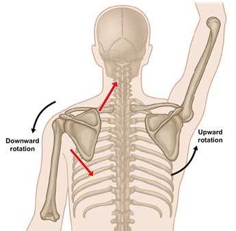 The Shoulder and its “Blade”