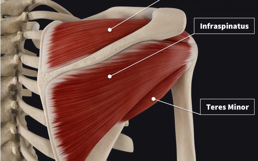 What is the “Rotator Cuff”?
