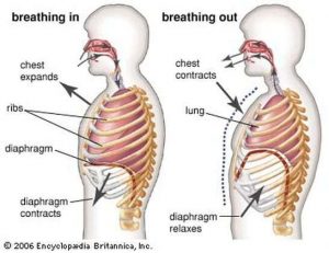 Stop Trying To Use Your Diaphragm
