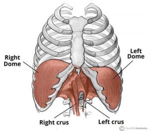 Structure of the Diaphragm